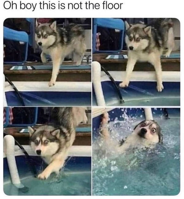 Dogs Memes (41 pics)