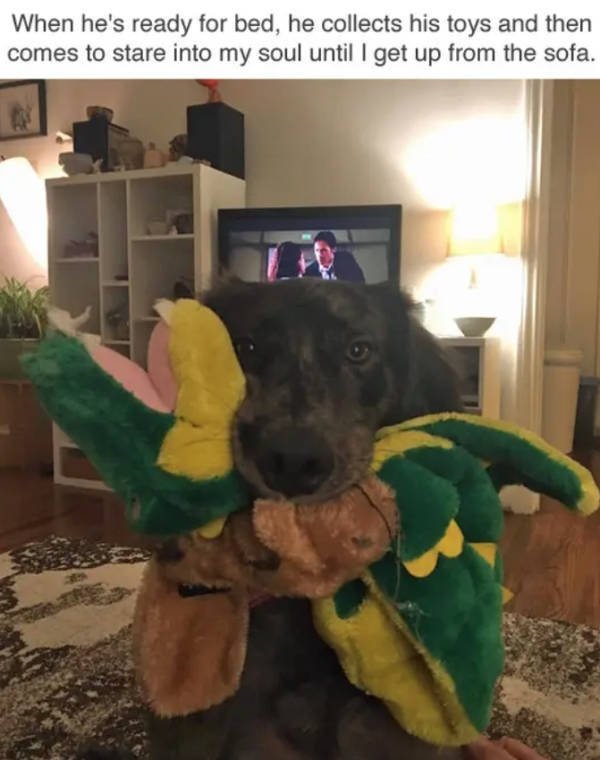 Dogs Memes (41 pics)