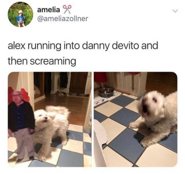 Dogs Memes (41 pics)