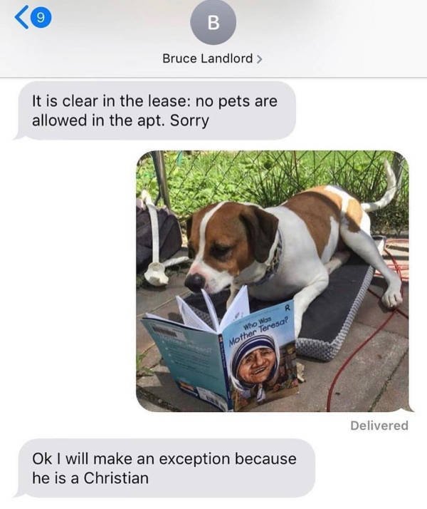 Dogs Memes (41 pics)