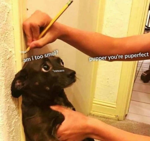 Dogs Memes (41 pics)