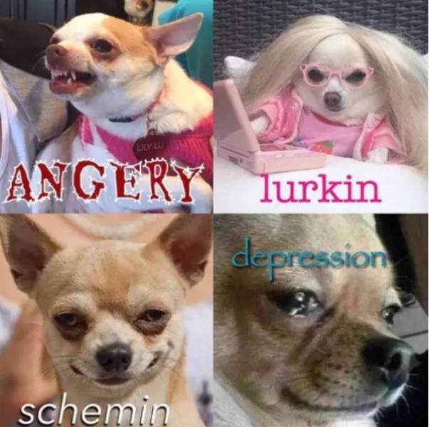 Dogs Memes (41 pics)