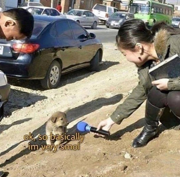 Dogs Memes (41 pics)