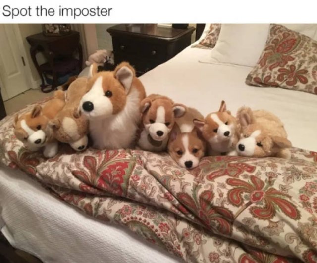 Dogs Memes (41 pics)