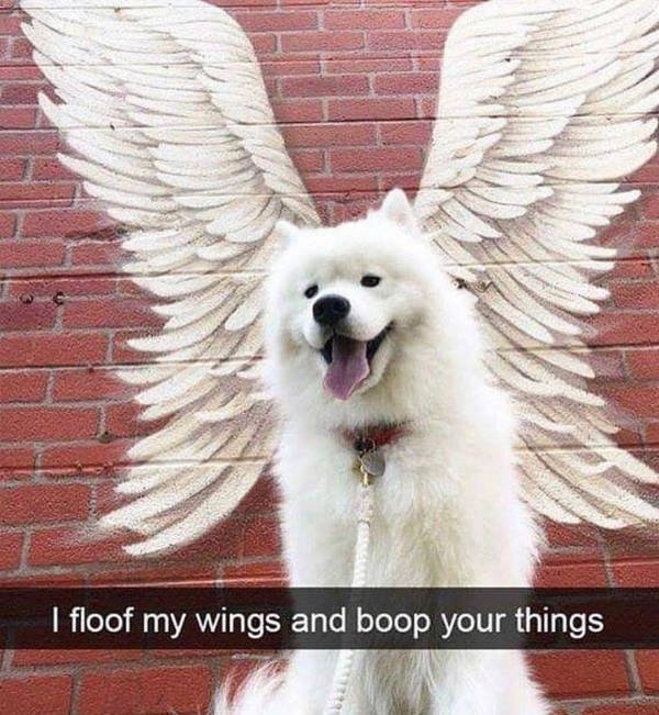 Dogs Memes (41 pics)