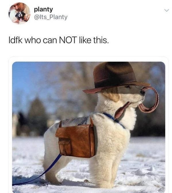 Dogs Memes (41 pics)