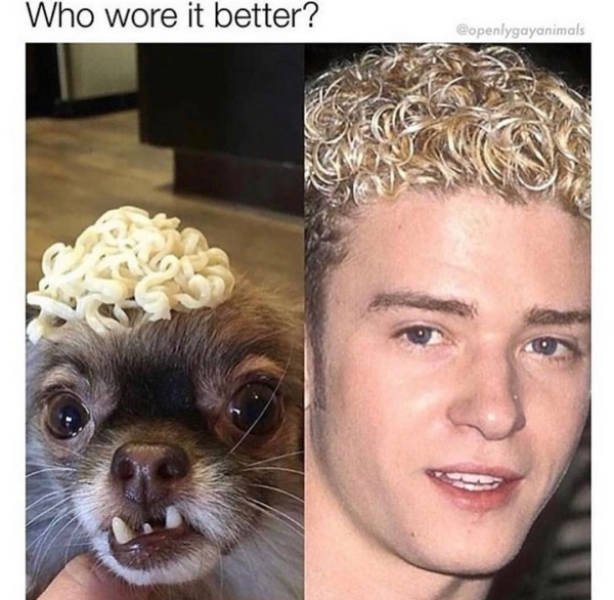Dogs Memes (41 pics)