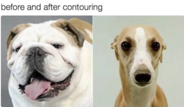 Dogs Memes (41 pics)