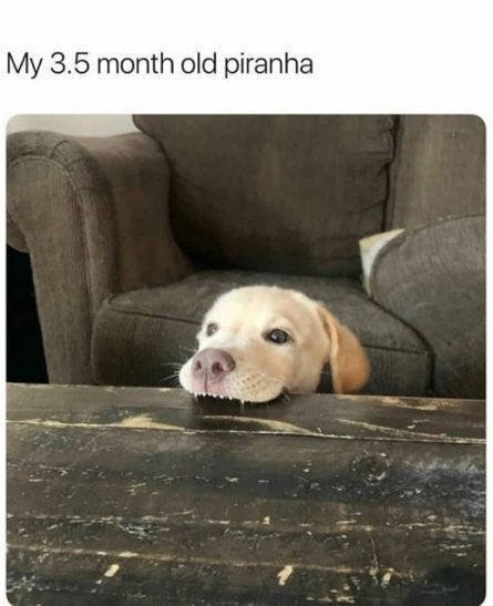 Dogs Memes (41 pics)