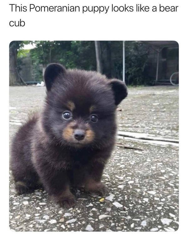 Dogs Memes (41 pics)