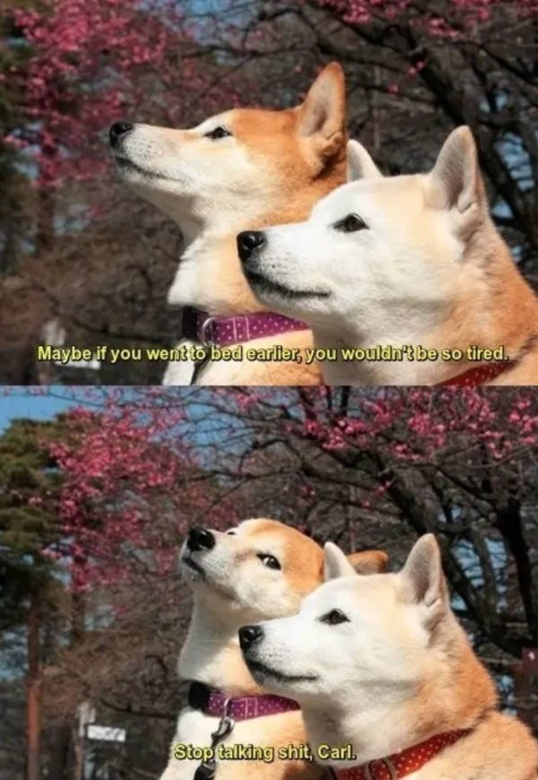 Dogs Memes (41 pics)
