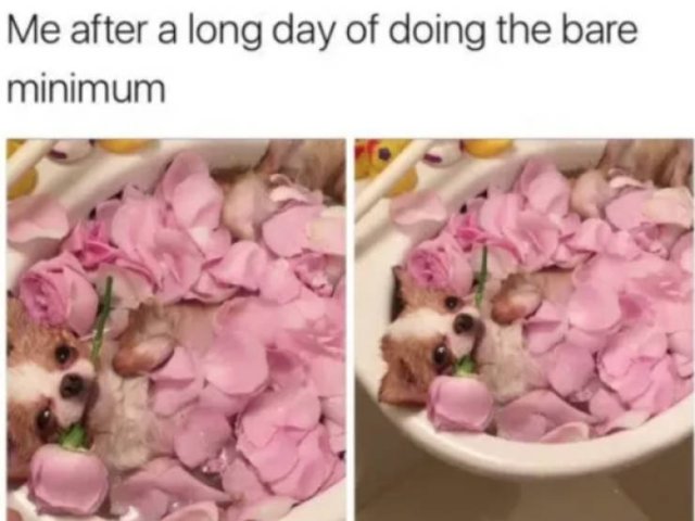 Dogs Memes (41 pics)