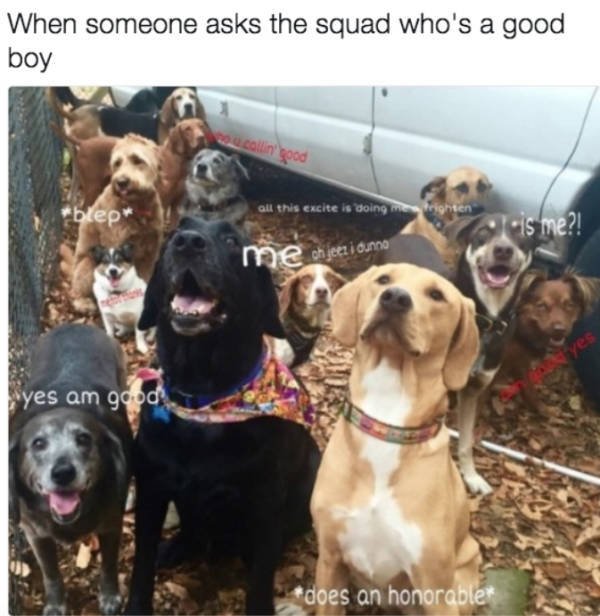 Dogs Memes (41 pics)