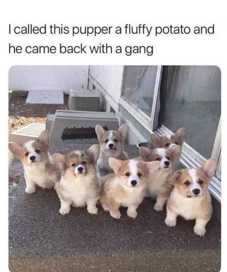 Dogs Memes (41 pics)