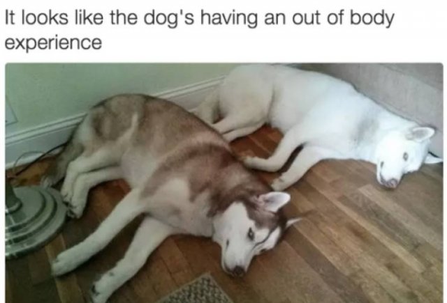 Dogs Memes (41 pics)