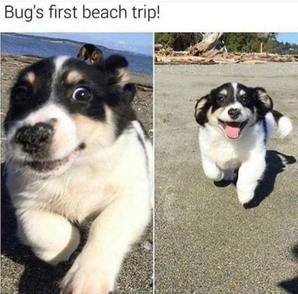Dogs Memes (41 pics)