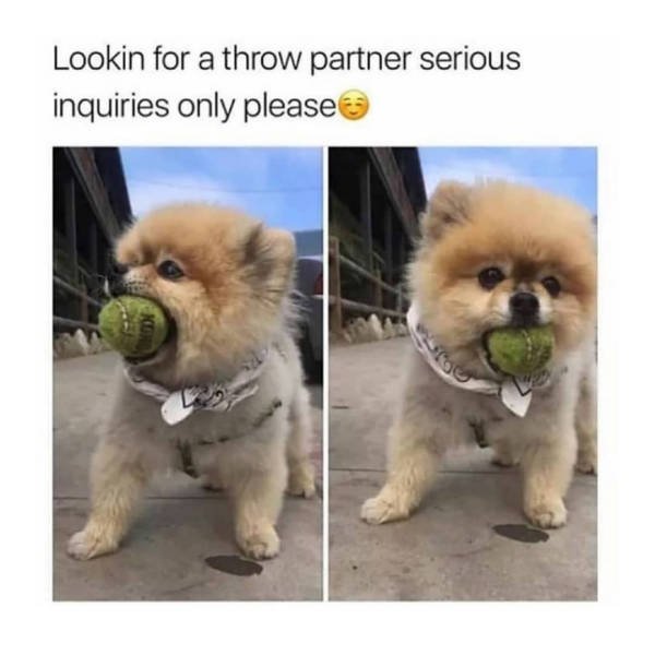 Dogs Memes (41 pics)