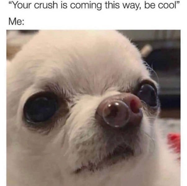 Dogs Memes (41 pics)