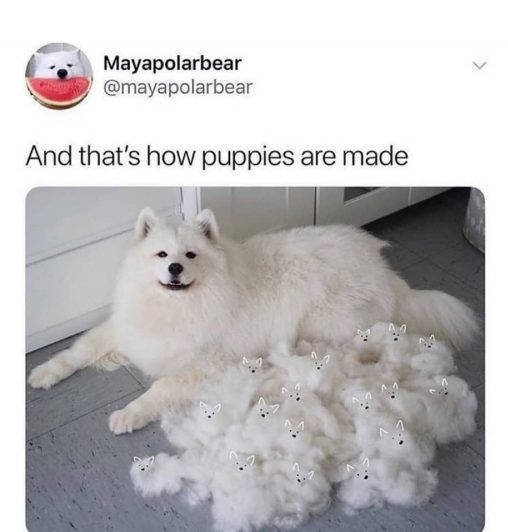 Dogs Memes (41 pics)