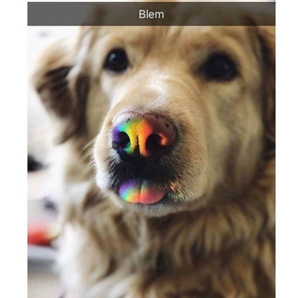 Dogs Memes (41 pics)