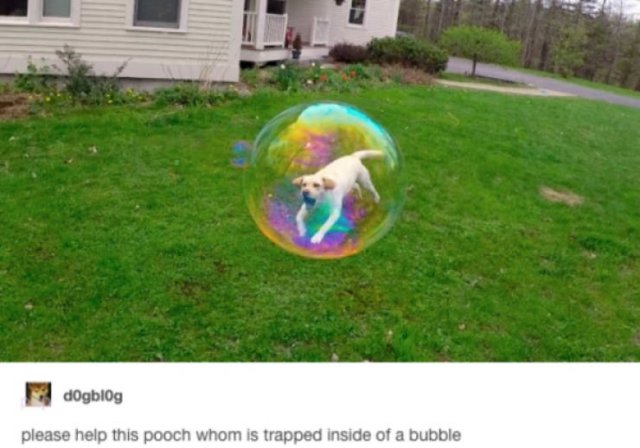 Dogs Memes (41 pics)
