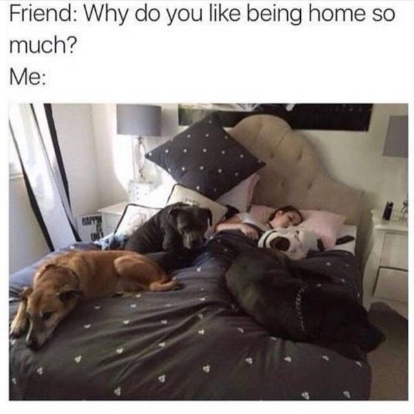 Dogs Memes (41 pics)