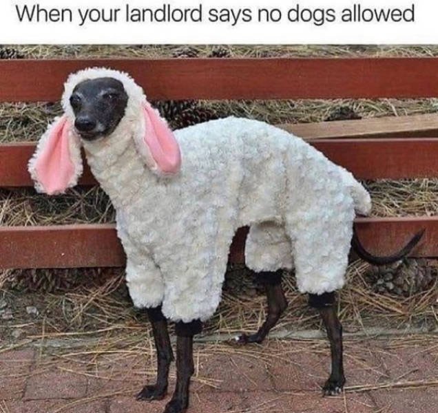 Dogs Memes (41 pics)