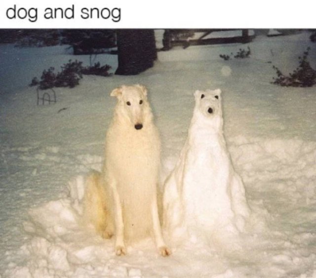 Dogs Memes (41 pics)