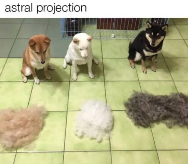 Dogs Memes (41 pics)