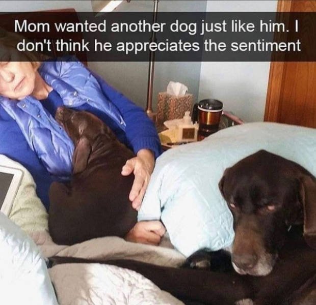 Dogs Memes (41 pics)