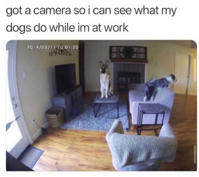 Dogs Memes (41 pics)