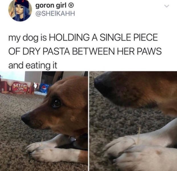 Dogs Memes (41 pics)