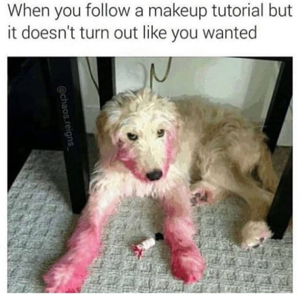 Dogs Memes (41 pics)