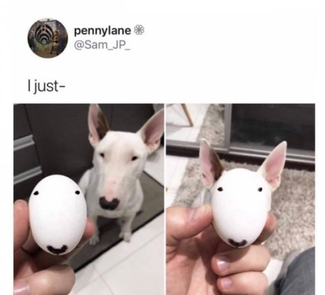 Dogs Memes (41 pics)