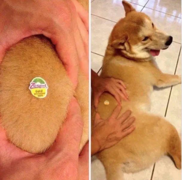 Dogs Memes (41 pics)