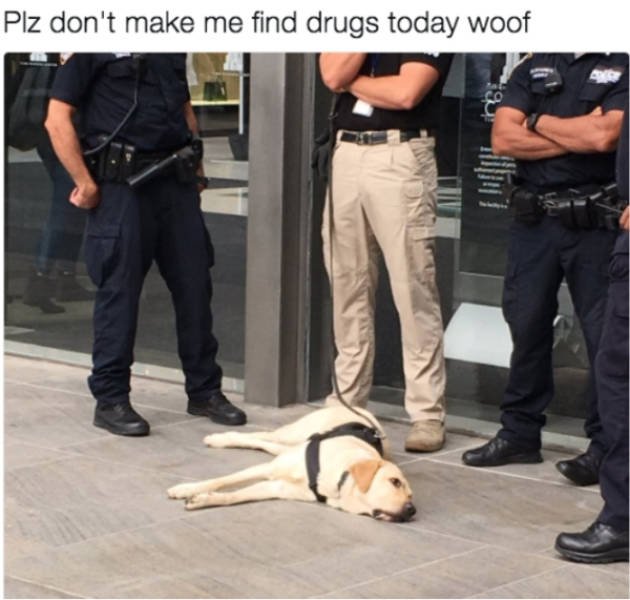 Dogs Memes (41 pics)