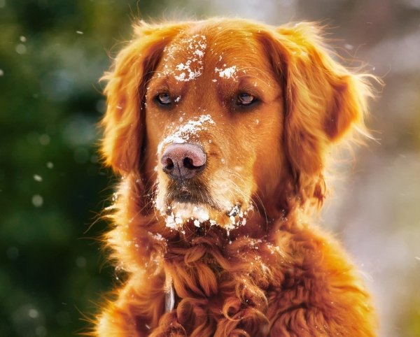 Cute Dogs Pictures (42 pics)