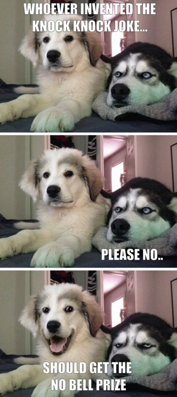 Cute Dogs Pictures (42 pics)