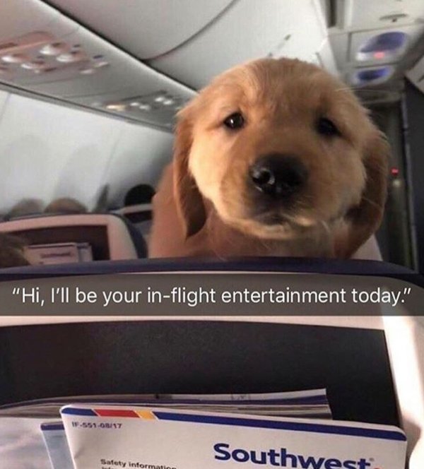 Cute Dogs Pictures (42 pics)