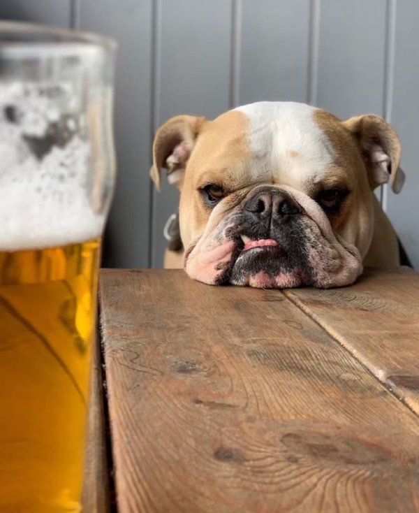 Cute Dogs Pictures (42 pics)