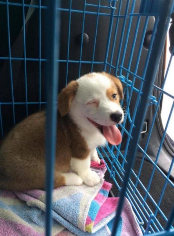Cute Dogs Pictures (42 pics)