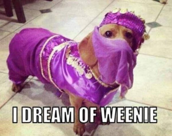 Cute Dogs Pictures (42 pics)