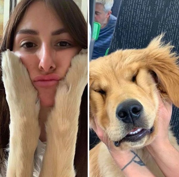 Cute Dogs Pictures (42 pics)