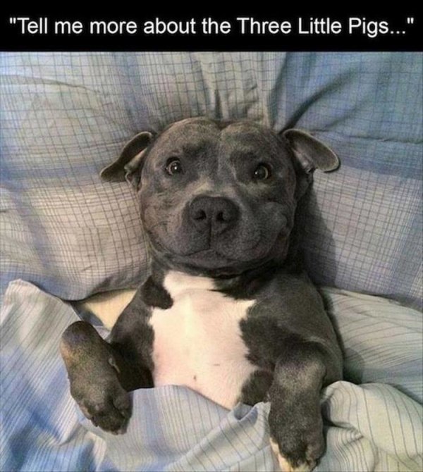 Cute Dogs Pictures (42 pics)