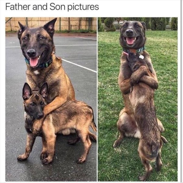 Cute Dogs Pictures (42 pics)