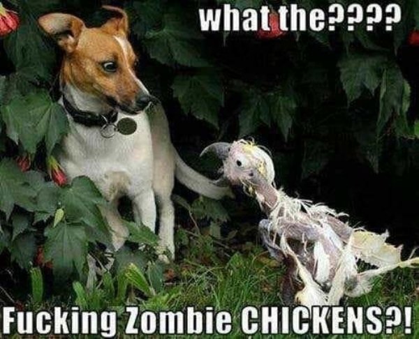 Cute Dogs Pictures (42 pics)