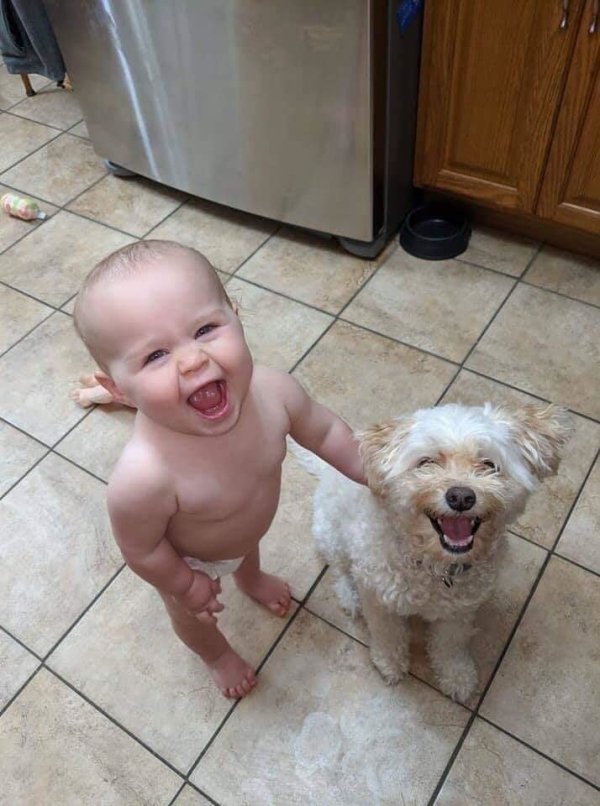 Cute Dogs Pictures (42 pics)