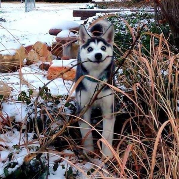 Cute Dogs Pictures (42 pics)