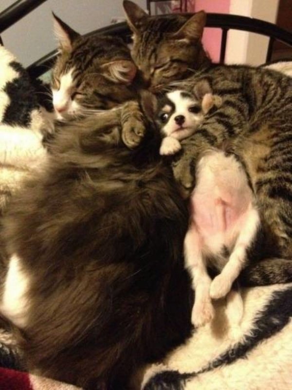 Cute Dogs Pictures (42 pics)