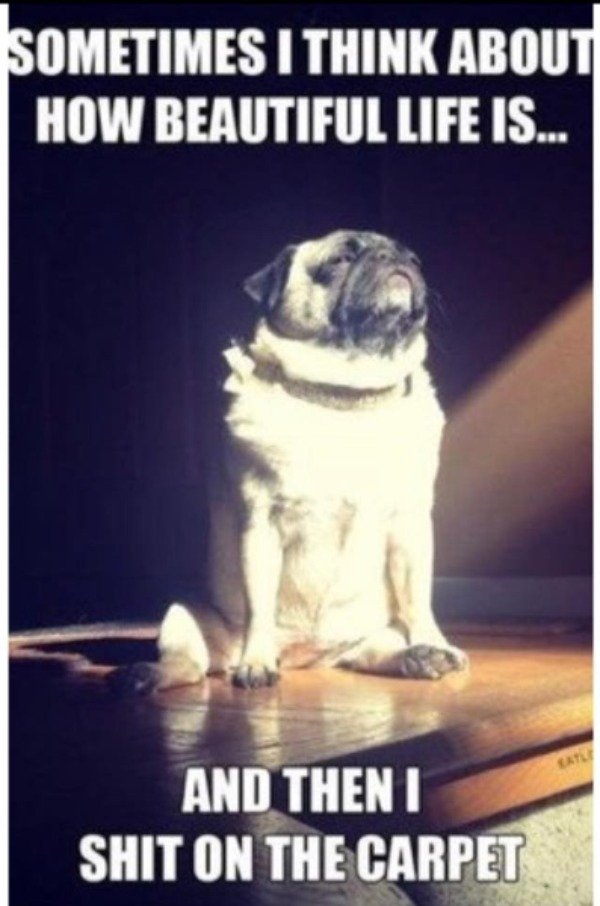 Cute Dogs Pictures (42 pics)